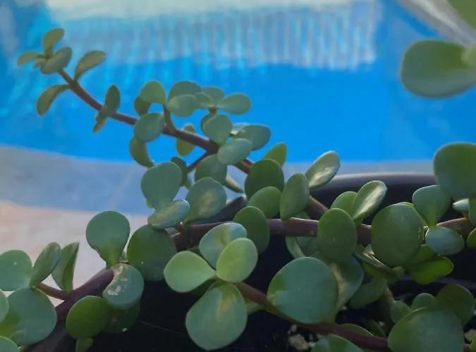 Tan-nahla Holiday Farmhouse With Private Pool 別荘 *